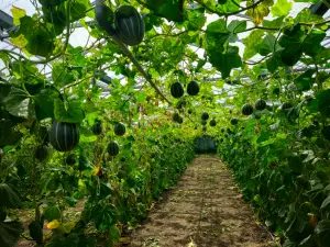 Allet 08 Pompoenkwekerij